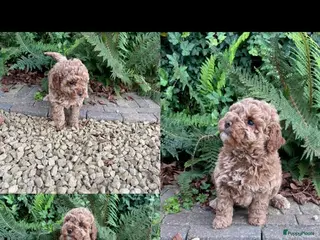 Australian Labradoodle honden 3 prachtige Australian labradoodles - Advertentie 10