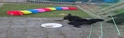 Kruising honden te koop: Mini toypoedel - Advertentie 3