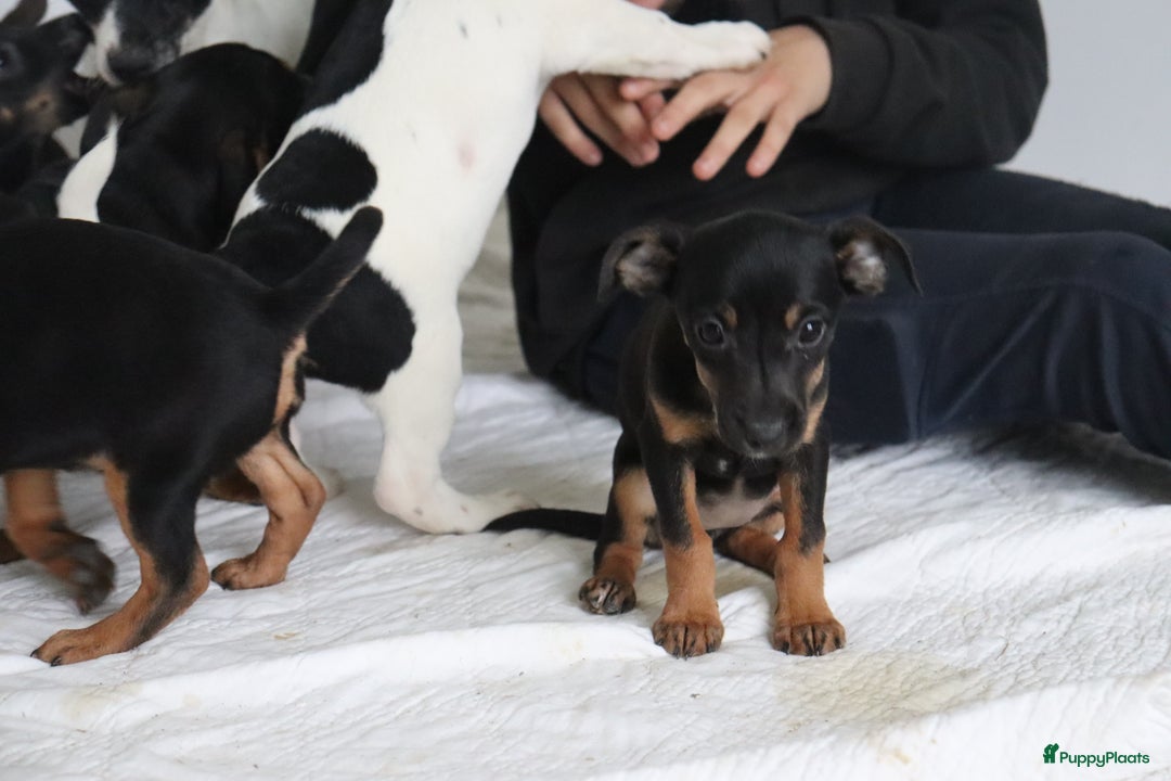 Jack Russel Terriër honden te koop: lieve Jack Russel pups  - Advertentie 7