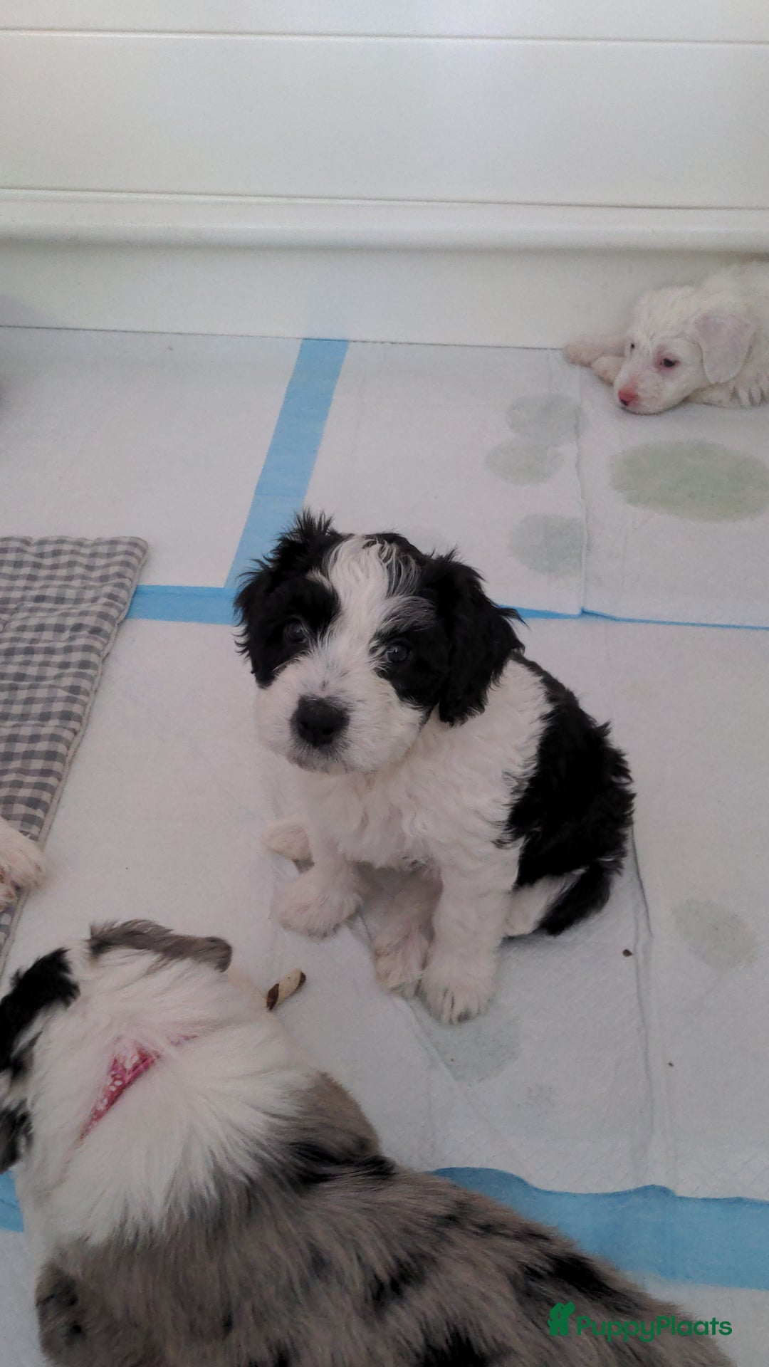 Kruising honden te koop: Mooi, lief en slim! hypoallergene Spaanse aussies - Afbeelding 9