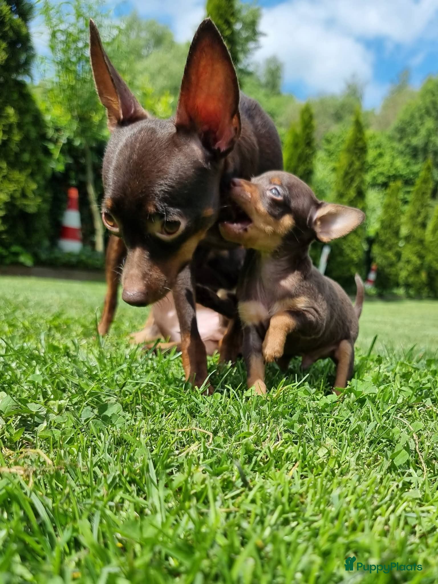 Russische Toy Terriër honden te koop: Russische Toy Terriër pups met FCI stamboom  in Nieuw-Weerdinge - Advertentie 5