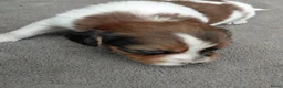 Kooikerhondje honden te koop: Kooikerpup te koop - Advertentie 5