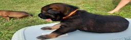 Mechelse Herder honden te koop: Mechelse herder pups - Advertentie 10