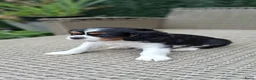 Cavalier King Charles Spaniel honden te koop: Zeer lief cavalier king charel - Advertentie 5