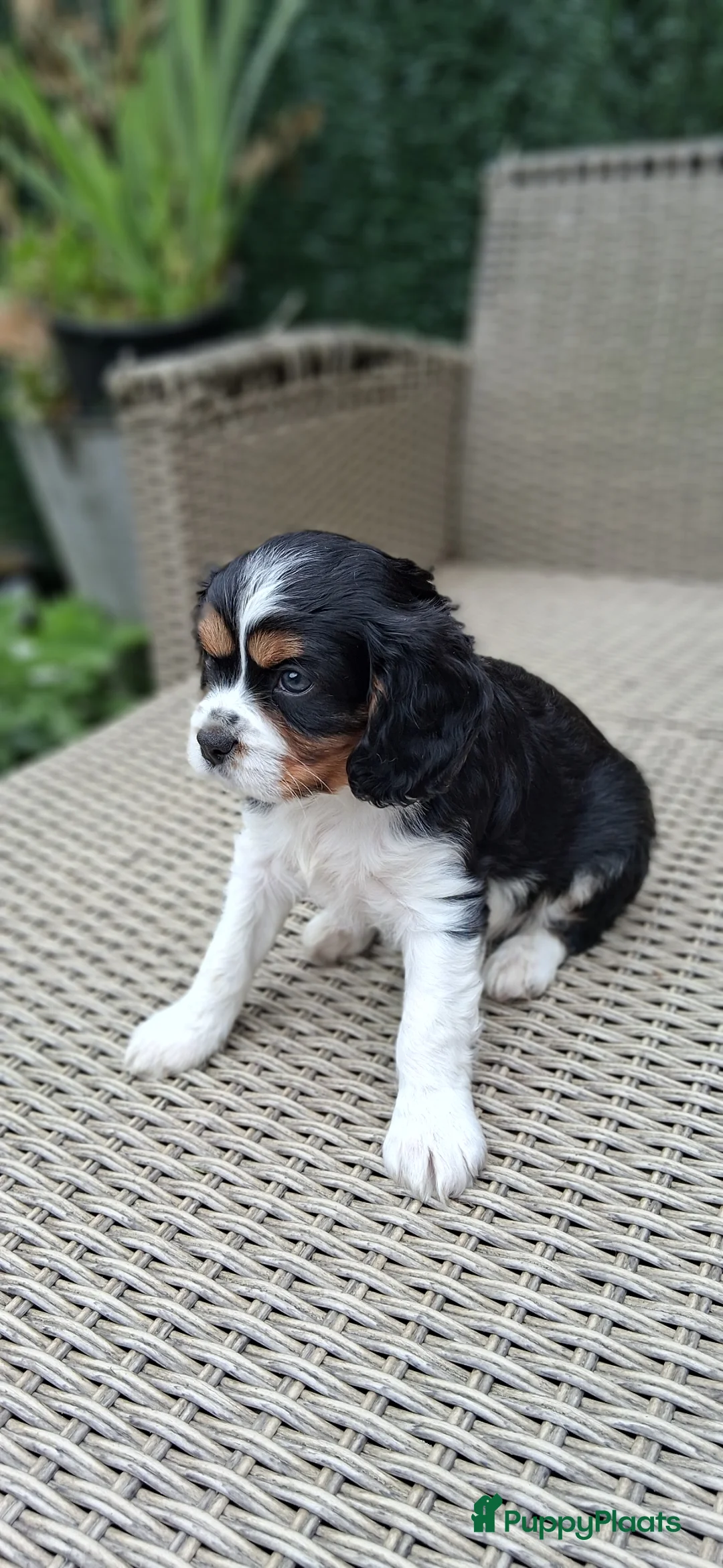 Cavalier King Charles Spaniel honden te koop: Zeer lief cavalier king charel - Advertentie 5