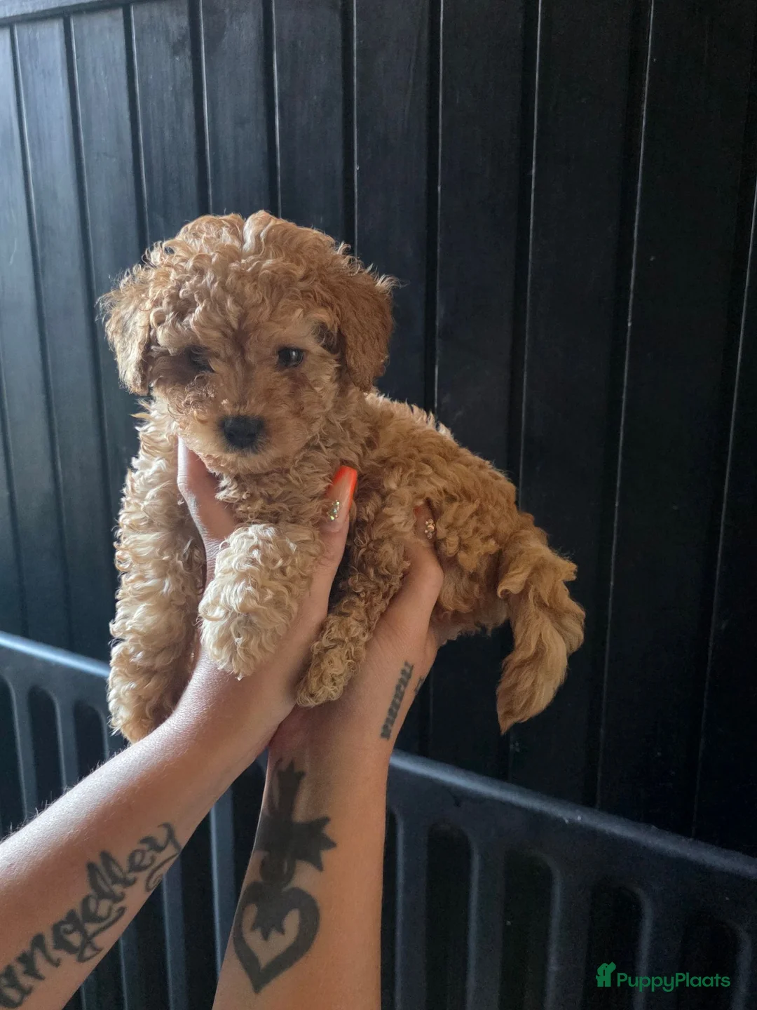 Poedel Toy honden te koop: Mini toypoedel pups - Advertentie 2
