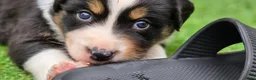 Australian Shepherd honden te koop: Prachtige Australian Shepherd puppy's geboren! - Advertentie 17