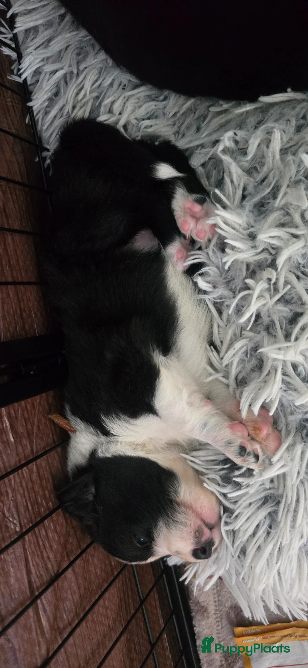 Kruising honden te koop: Superlieve border collie pups - Advertentie 2