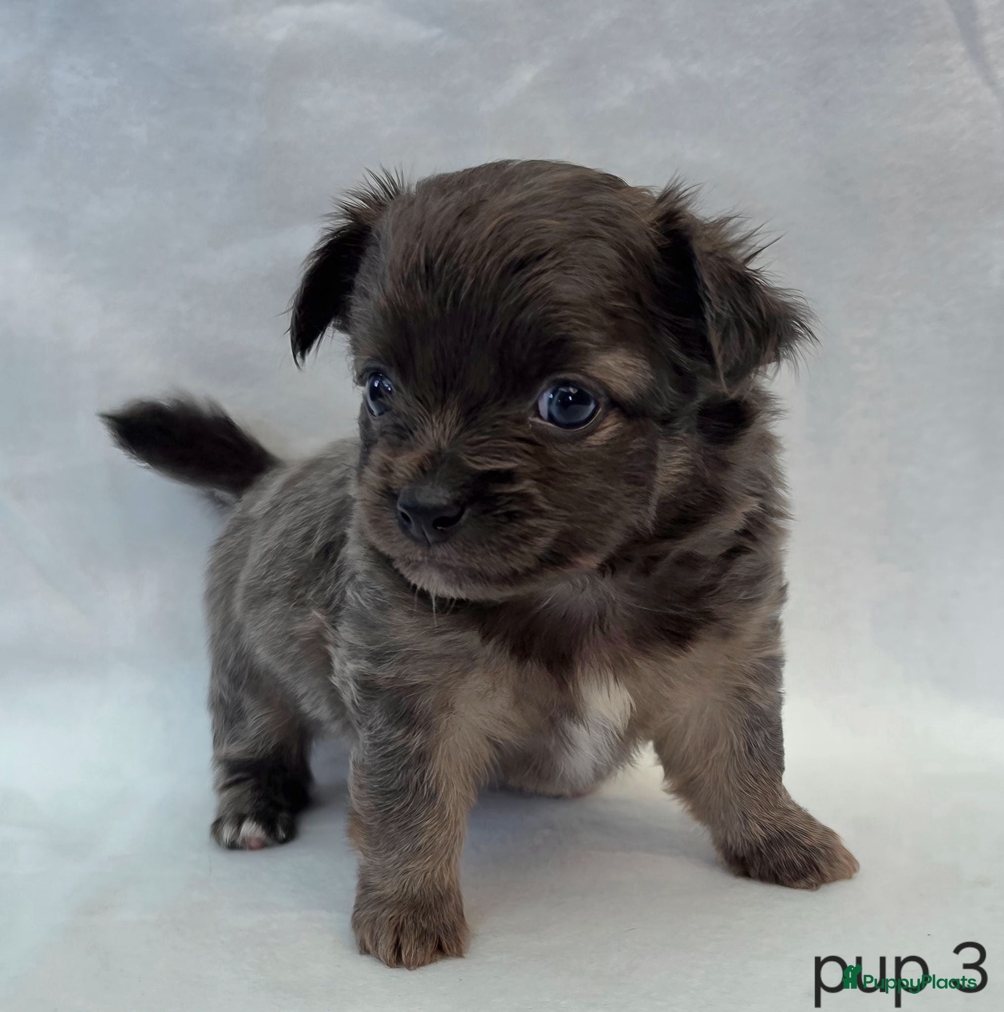 Chihuahua honden Chihuahua pups - Advertentie 1