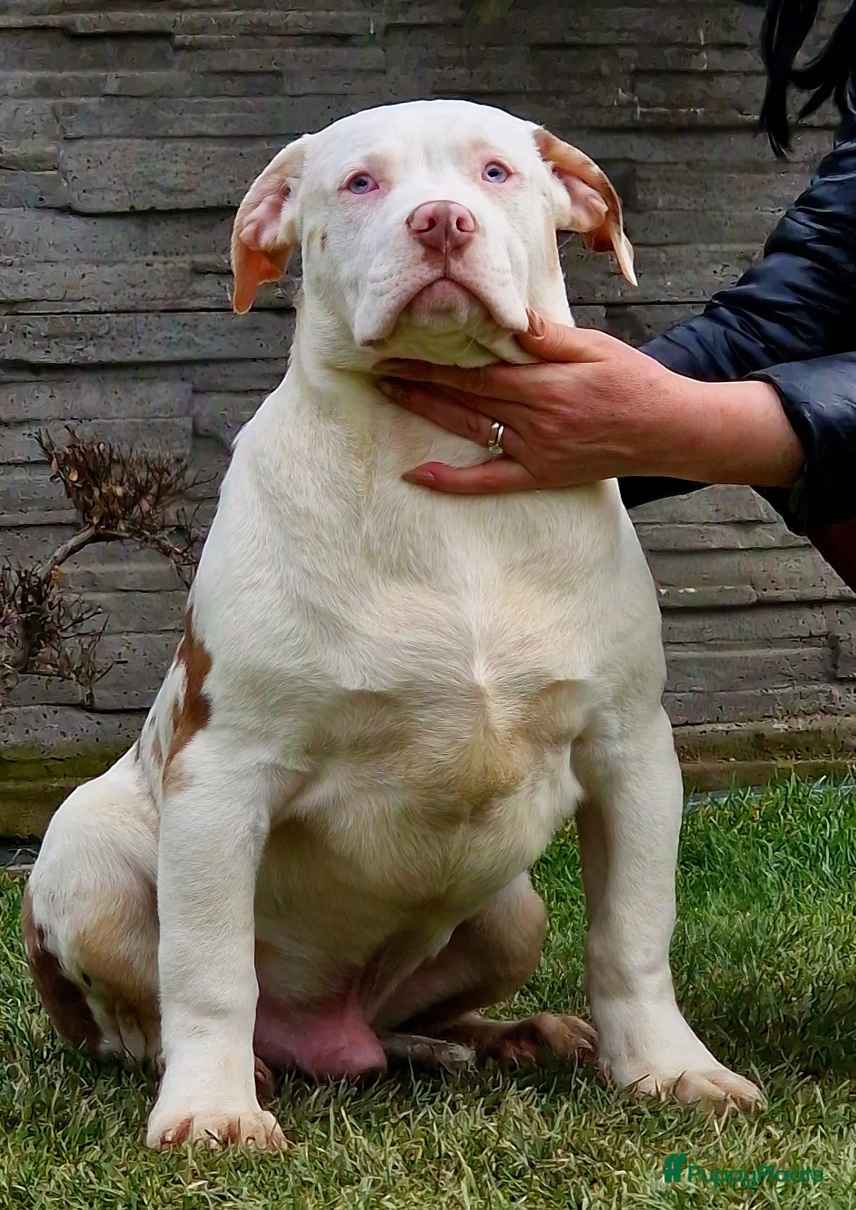 Amerikaanse Bully honden ABKC XL Pups - Advertentie 2