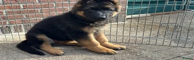 Duitse Herder 3