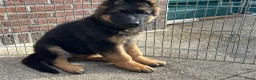 Duitse Herder honden te koop: Duitse herder puppy’s - Advertentie 13