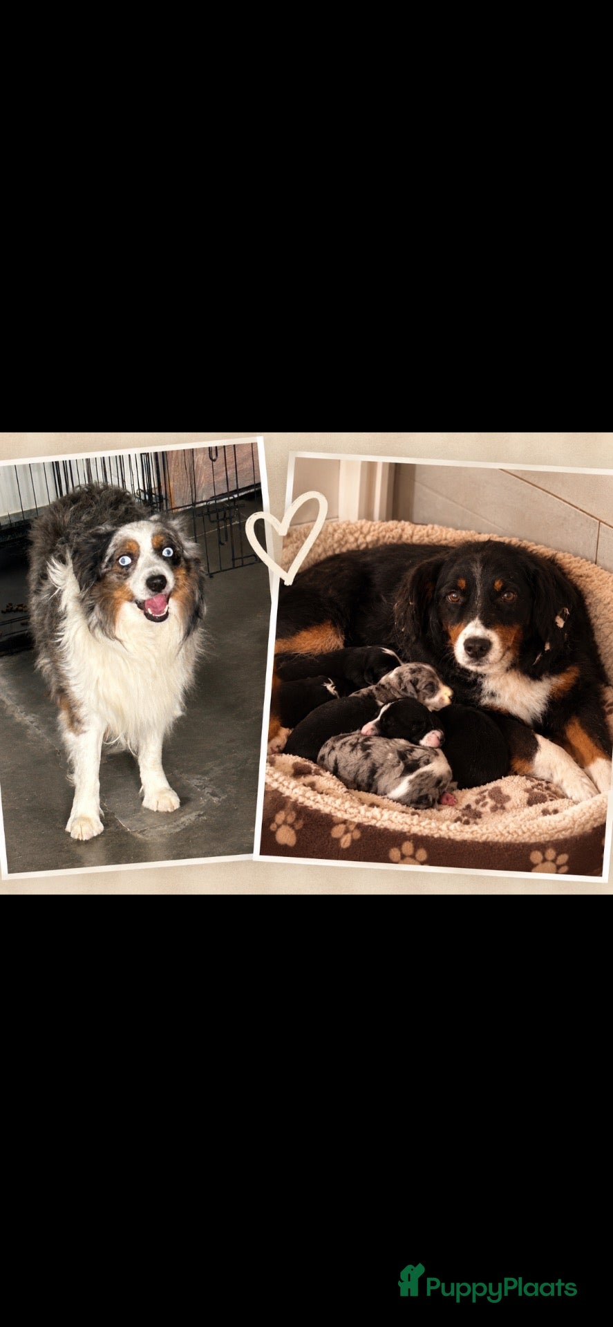 Miniature American Shepherd honden Miniature American shepherd pupjes - Advertentie 1