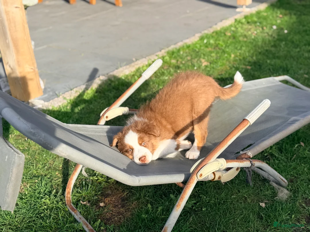 Australian Shepherd honden te koop: 2 Australian shepherd reutjes - Advertentie 2