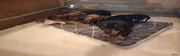 Dwergteckel honden te koop: Dwergteckel in Achtmaal - Advertentie 4