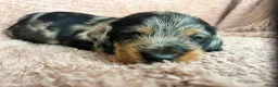 Ruwhaar Teckel honden te koop: De liefste getijgerde ruwharige teckel pups - Advertentie 3