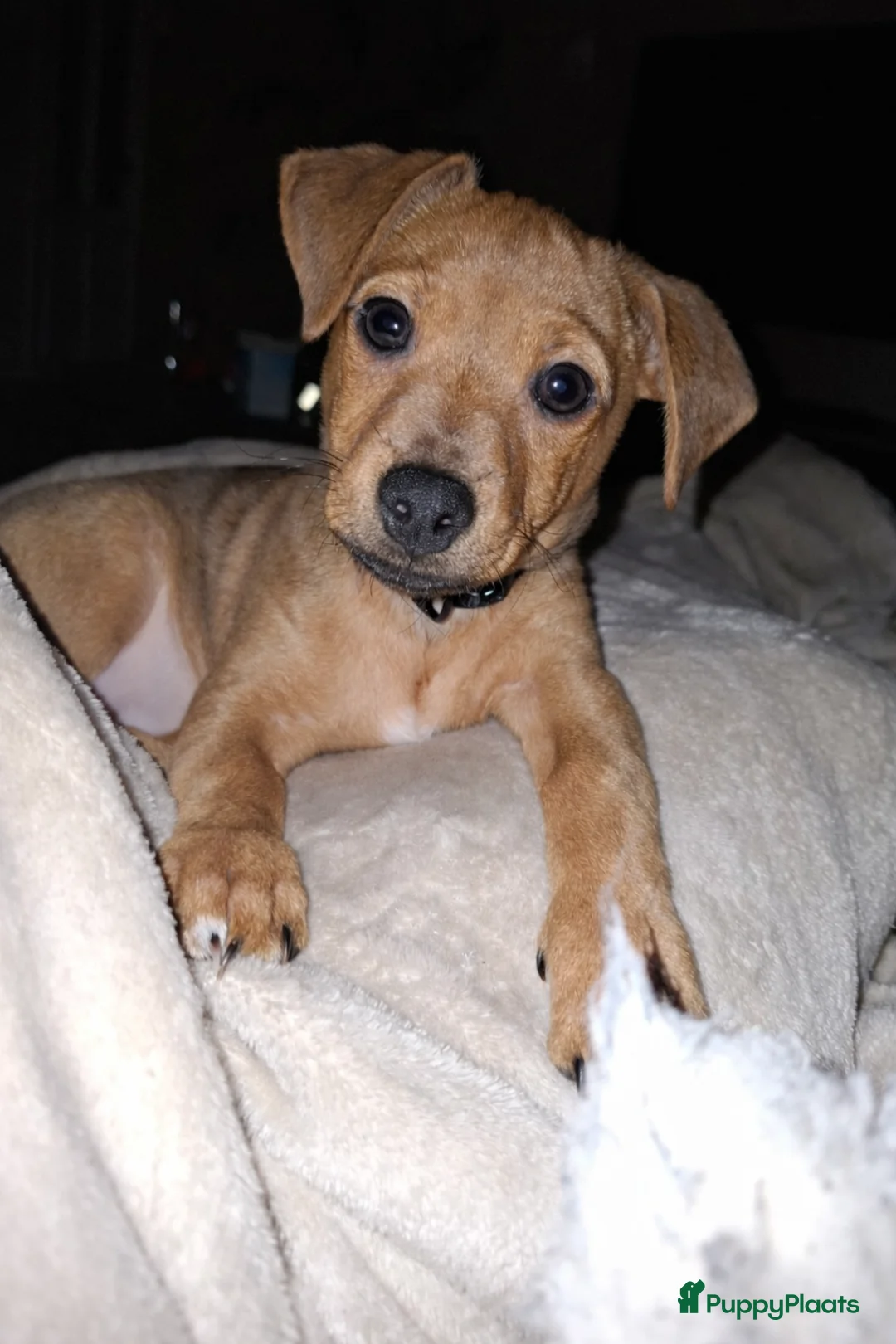 Kruising honden te koop: Lieve Jack Russell pup van 4 maand - Advertentie 8