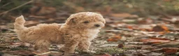 Poedel Toy honden te koop: 5 lieve Mini Toy Poedel pups zoeken een fijn thuis - Advertentie 27