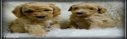 Labradoodle honden te koop: Labradoodle medium pups - Advertentie 9