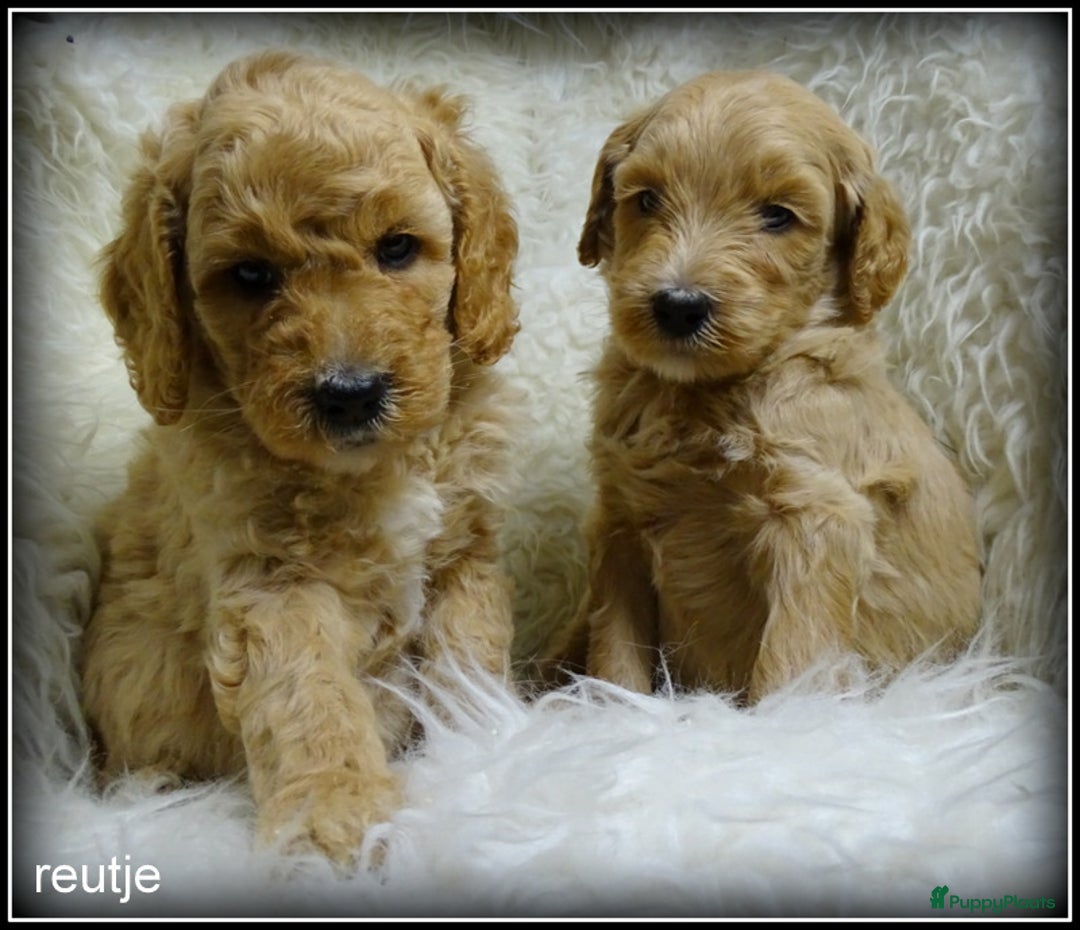Labradoodle honden te koop: Labradoodle medium pups - Advertentie 9