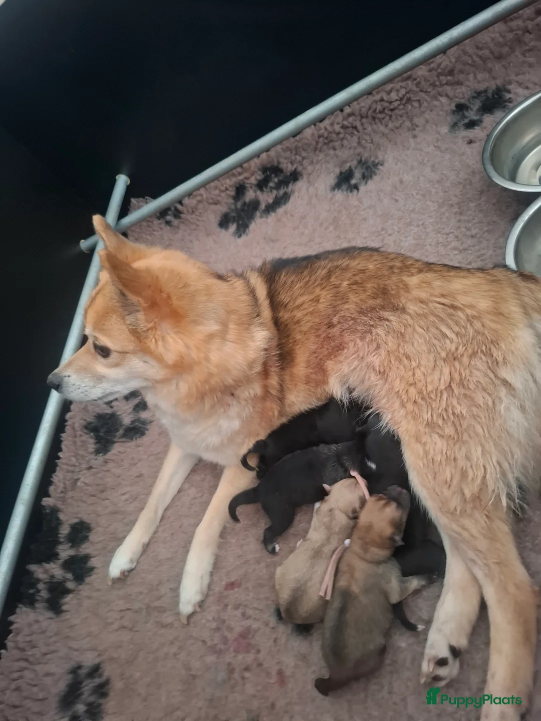 Pomsky honden te koop: Pomsky reu mag het nest verlaten! - Advertentie 2