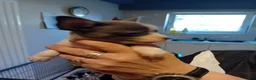 Chihuahua honden te koop: Prachtige kortharige chihuahuapups - Advertentie 4
