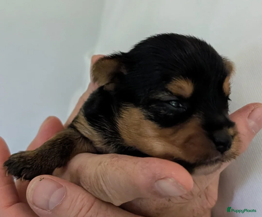 Yorkshire Terriër honden te koop: Nestje Yorkshire Terriër geboren op 18 mei. - Advertentie 2