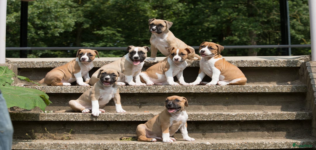 Galerij afbeelding {{count}}