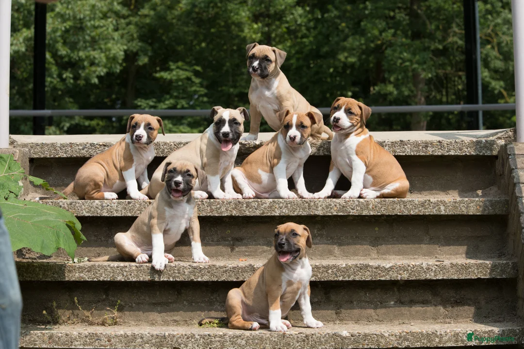 Galerij afbeelding {{count}}