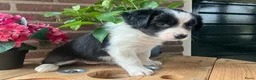 Border Collie honden te koop: Leuke Border Collie pups geboren op zorgboerderij - Advertentie 5