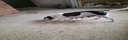 Fox Terriër Gladhaar honden te koop: boerenfox pups - Advertentie 6