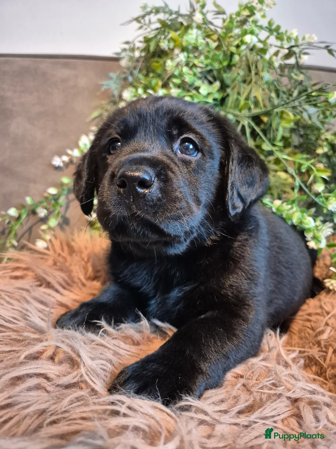 Labrador Retriever honden te koop: Labrador Retriever pups met stamboom  - Advertentie 7
