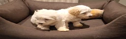 Maltipoo honden te koop: Maltipoo pups. Ouders aanwezig.  - Advertentie 6