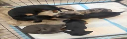 Teckel (korthaar)  honden te koop: Dwerg Teckel Pups. - Advertentie 2