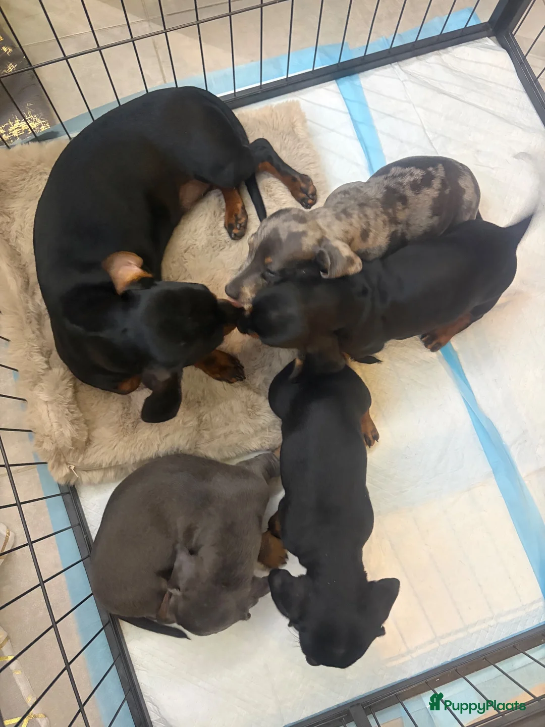 Teckel (korthaar)  honden te koop: Dwerg Teckel Pups. - Advertentie 2