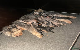 Labradoodle honden te koop: Knuffelhondjes - Afbeelding 16