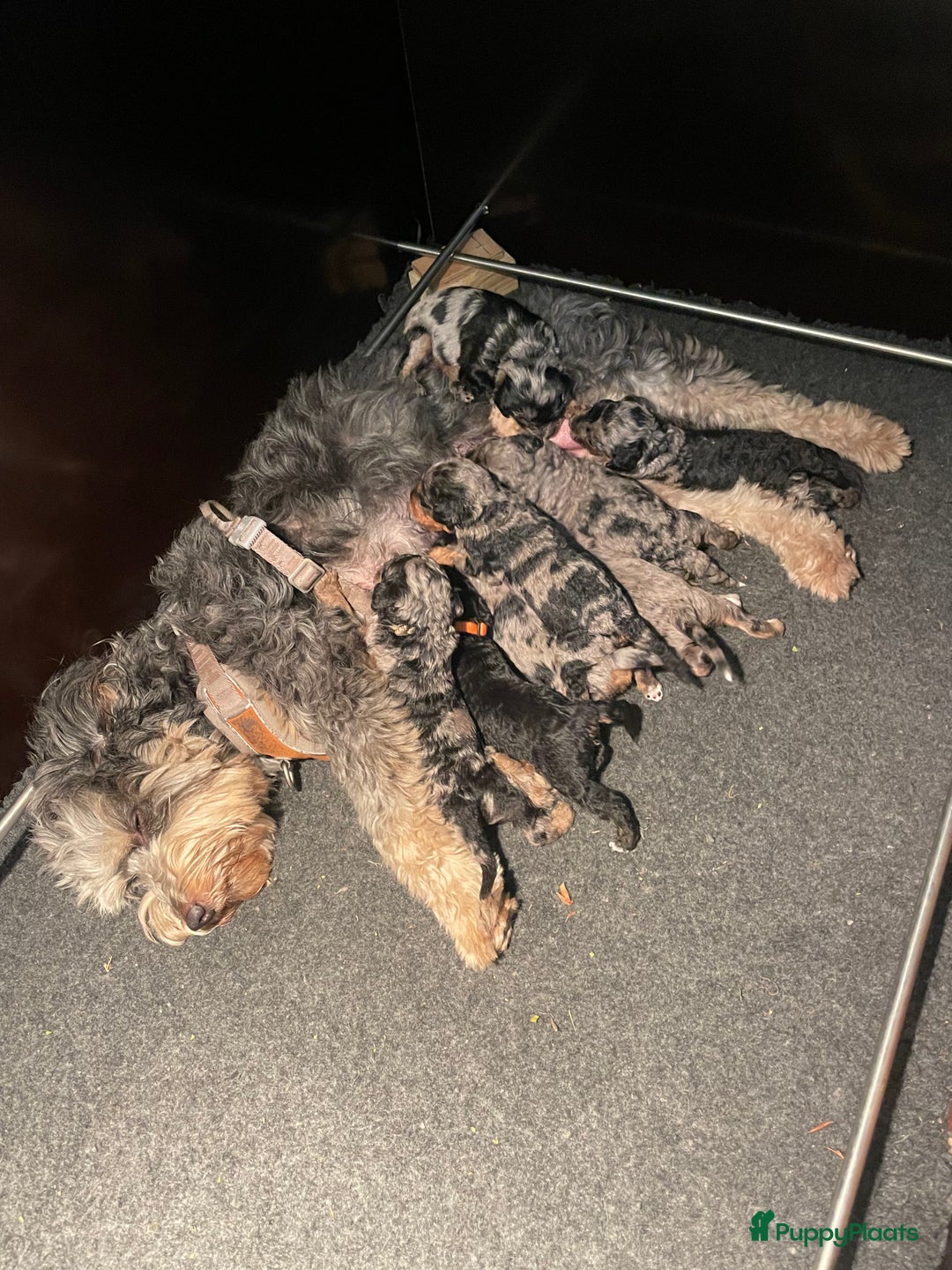 Labradoodle honden te koop: Knuffelhondjes - Afbeelding 16