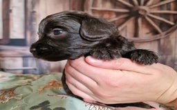 Australian Labradoodle honden te koop: Australian labradoodle Backcross micro/mini - Afbeelding 12