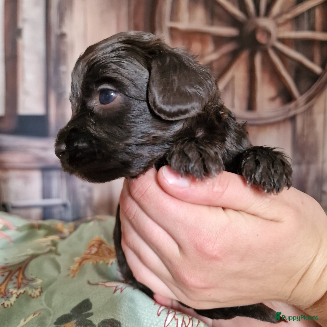 Australian Labradoodle honden te koop: Australian labradoodle Backcross micro/mini - Afbeelding 12