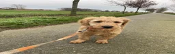 Kruising honden te koop: Mooi goldendoodle reutje! - Advertentie 4