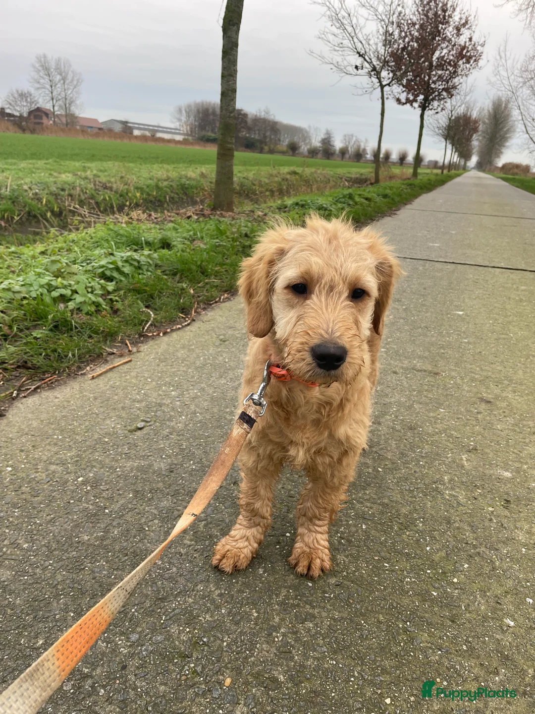 Kruising honden te koop: Mooi goldendoodle reutje! - Advertentie 4