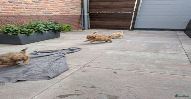 Maltipoo honden - Advertentie 10