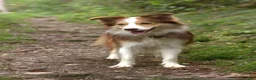 Border Collie honden te koop: Border collie pups met FCI stamboom - Advertentie 4