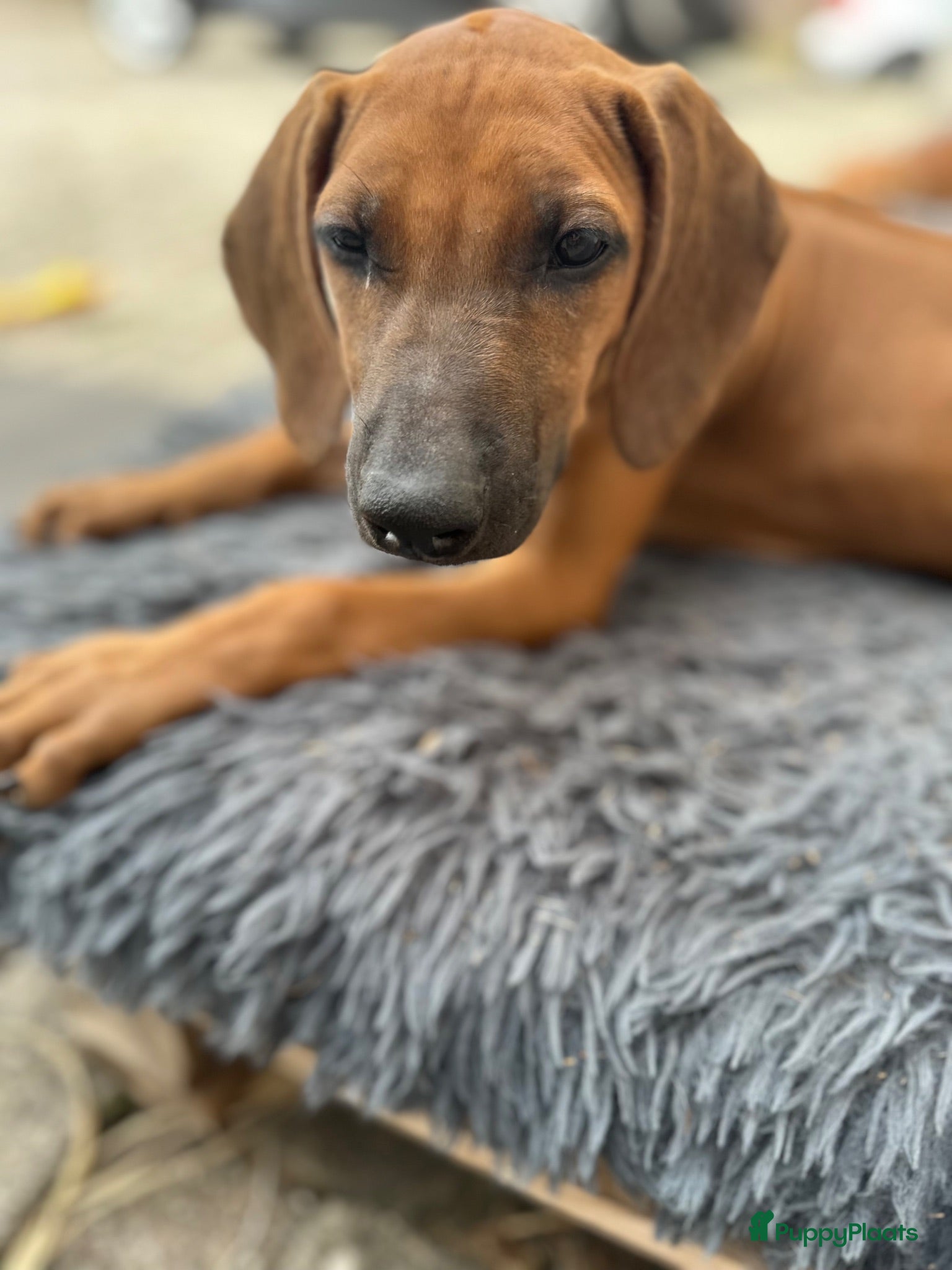 Rhodesian Ridgeback honden 10 prachtige Rhodesian Ridgeback pups te koop - Advertentie 1