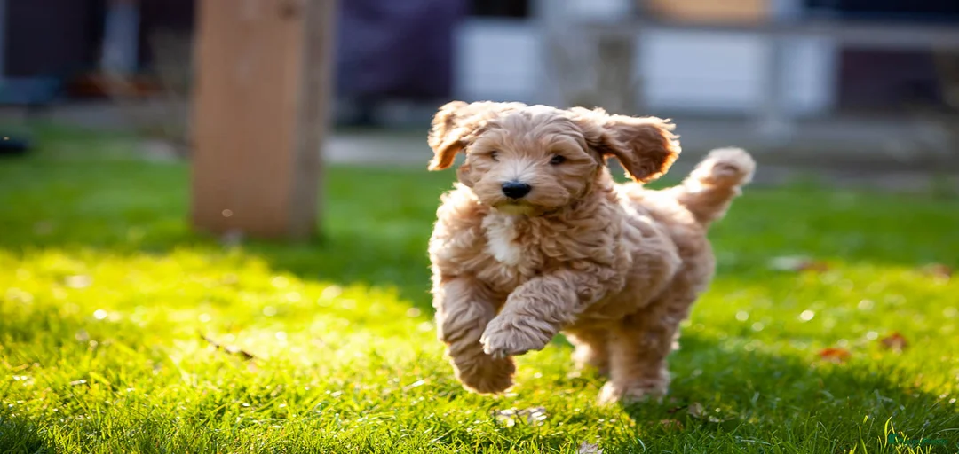 Galerij afbeelding {{count}}