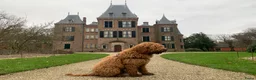 Australian Labradoodle honden ter dekking: Australian Labradoodle dekreu – volledig getest - Advertentie 3