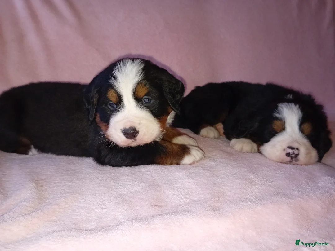 Berner Sennenhond honden te koop: Benner sennen pups - Advertentie 5