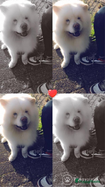 Chow Chow honden Chow Chow dekreu aangeboden in Huizen - Advertentie 5