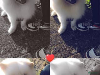 Chow Chow honden Chow Chow dekreu aangeboden in Huizen - Advertentie 1