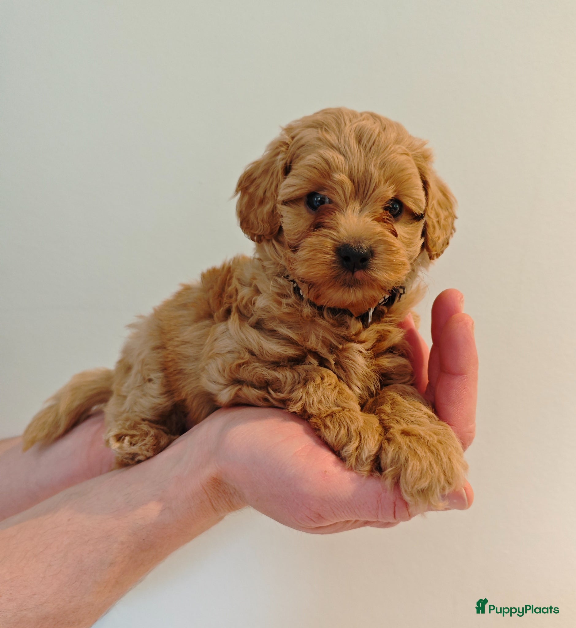 Maltipoo honden te koop: Prachtige Maltipoo pups - Advertentie 1